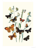 Butterflies: L. Roboris, P. Orion