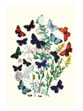 Butterflies: P. Euphemus, P. Cyllarus