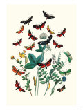 Moths: A. Infausta, I. Globularioe