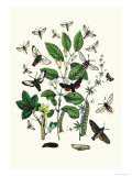 Moths: M. Stellatarum, M. Croatica