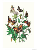 Butterflies: V. Xanthomelas, V. Prorsa