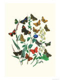 Butterflies: P. Sylvanus, Z. Quercus