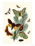 Moths: E. Pudica, E. Pantheria, S. Caecigena, L. Lineosa