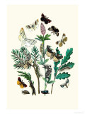 Moths: O. Gonostigma, D. Pudibunda
