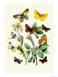 Butterflies: E. Belemia, E. Tagis