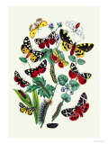 Moths: N. Plantaginis, A. Purpurea