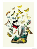 Moths: C. Miniata, S. Aurita