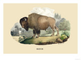 Bison