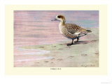 Buy Marbled Duck at AllPosters.com