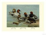 Canvas-Back, Common Pochard and Red-Head Ducks