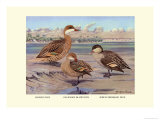Buy Bahama, Galapagos Island, and African Red-Billed Ducks at AllPosters.com