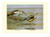 Buy Egyptian and Orinoco Goose at AllPosters.com