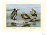 Buy White-Faced, Black-Bellied and Gray-Breasted Tree Ducks at AllPosters.com