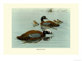 Buy Hartlaus's Teal at AllPosters.com