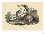 Singes Monkeys