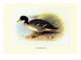 Salvadori's Duck
