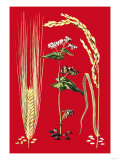 Grains: Barley, Buckwheat, and Rice Premium Poster