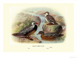 Chilean Torrent Ducks