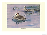 Buy Pink-Eared Duck at AllPosters.com