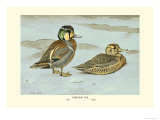 Buy Formosan Teal at AllPosters.com