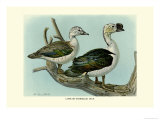 Buy Knob-Billed Ducks at AllPosters.com