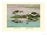 Buy Green and Indian Pygmy Goose at AllPosters.com