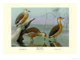 Buy Lesser Whistling Teal, Wandering Tree Duck, and Fulvous Tree Duck at AllPosters.com