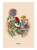 Buy Dahlia at AllPosters.com