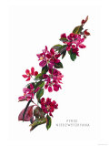 Buy Pyrus Niedzwetzkyana at AllPosters.com