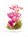 Buy Colchicum Giganteum: C. Sibthorpii C. Bivonoe Superbum at AllPosters.com