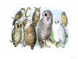 Hoot of Owls