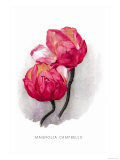 Buy Magnolia Campbellii at AllPosters.com