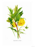 Buy Paeonia Lutea at AllPosters.com