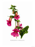 Buy Rehmannia Angulata at AllPosters.com