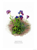 Buy Mertensia Primuloides at AllPosters.com
