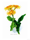 Buy Inula Roylei at AllPosters.com