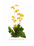 Buy Calceolaria Plantaginea at AllPosters.com