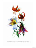Buy Lilium Myhiophyllum: L. Sutchuenense at AllPosters.com