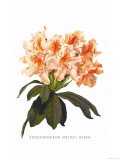 Buy Rhododendron Smithii Aurea at AllPosters.com