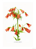 Buy Lilium Grayi at AllPosters.com