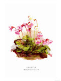 Buy Shortia Galacifolia at AllPosters.com