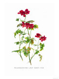 Buy Pelargonium Lady Mary Fox at AllPosters.com