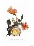 Buy Rose Comtesse Vitali at AllPosters.com