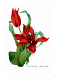 Buy Tulipa Tubergeniana at AllPosters.com