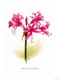 Buy Nerine Bowdeni at AllPosters.com