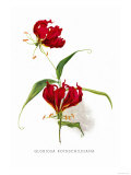 Buy Gloriosa Rothschildiana at AllPosters.com