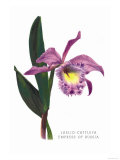 Buy Laelio-Cattleya Empress of Russia at AllPosters.com