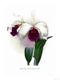 Buy Laelio-Cattleya Rex at AllPosters.com