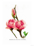 Buy Magnolia Rustica: Fl. Rubra at AllPosters.com