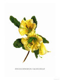 Buy Rhododendron Dalhousiae at AllPosters.com